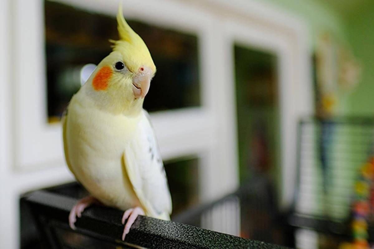 Fındık